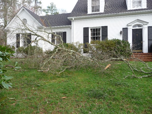 Tree Work 086 Large Web view.jpg